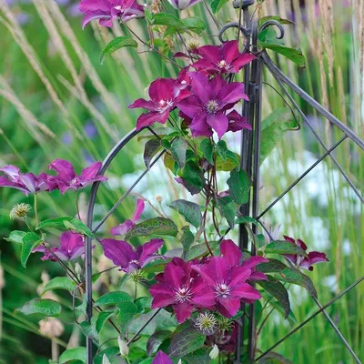 Clematis stasik hi-res stock photography and images - Alamy