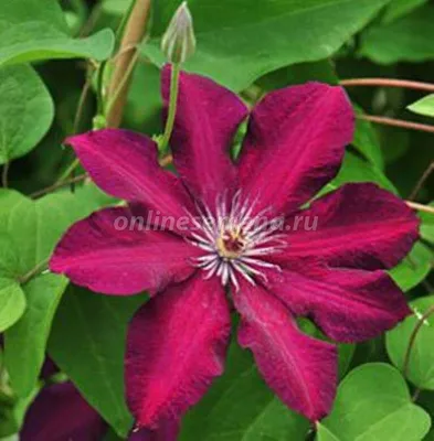 Clematis stasik hi-res stock photography and images - Alamy