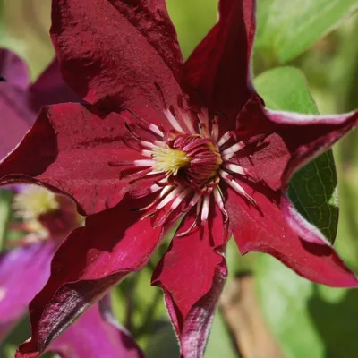 Clematis 'Stasik' (EL) — Растения Оптовая FlorAccess