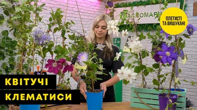 Clematis Stasik (Клематис Стасик) | Растения за градината