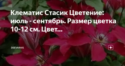 Клематис Стасик - Клематисы - Растения - Интернет-магазин \"Сад-Огород\" -  AgrotehCom.ru