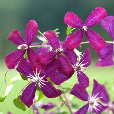 Clematis 'Stasik' - Clematis 'Stasik' - Baumschule Horstmann