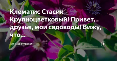 Клематис Солидарность - Клематисы - Лианы - Каталог - Sadko-Plant.ru