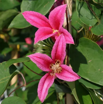 Clematis 'Stasik' Powojnik