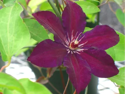 55 Clematis On Obelisk Royalty-Free Photos and Stock Images | Shutterstock