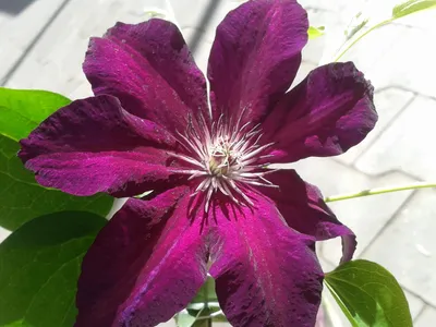 Clematis Stasik | Gartentraum-Flessau | Gartentraum Flessau