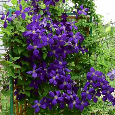 Клематис Жакмани (Clematis Jackmanii) - описание сорта, фото, саженцы,  посадка, особенности ухода. Дачная энциклопедия.