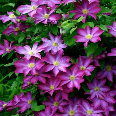 Акаиши. 🌿 Полный каталог клематисов на весну в актуальном. 🏵«Акаиши» -  сорт клематиса из группы раннецветущих крупноцветковых. Это сорт я… |  Instagram
