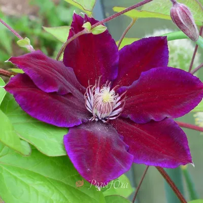 Клематис раскидистый Кири Те Канава (Clematis Patens Kiri Te Kanawa) C2.5 —  Питомник Летний сад