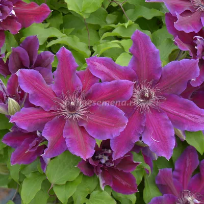 Клематис гибридный Kakio - Клематис - GardenPlants
