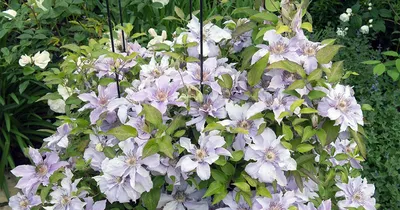 Клематис «Purpurea Plena Elegans»: купить недорого с доставкой — Крокус-ВЛ