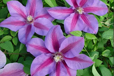Клематис Джон Пиктон «Clematis John Pikton» 3-х летние | САД ПОЛТАВИ