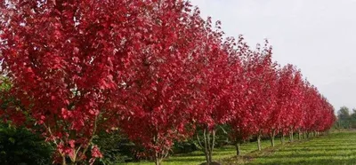 Клен Гиннала 🌿 по выгодной цене 14500 руб. в Москве - купить саженцы клена  Гиннала в питомнике «Зеленый Рай»