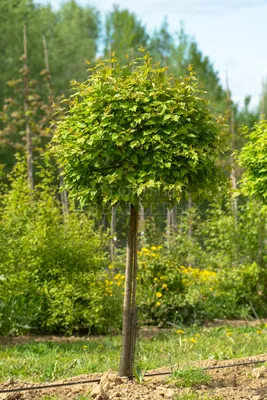 Клен приречный / Клен гиннала (Acer ginnala) — Азовский лесопитомник
