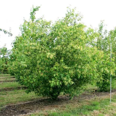 Клен \"Гиннала\" (татарский) (Acer tataricum ginnala) - Лиственные растения  весна 2024 года - купить лиственные растения спирея, кизильник, барбарис,  лапчатка.