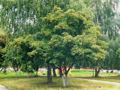 Семена Клён Гиннала (Acer ginnala), 25 штук | AliExpress