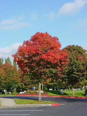 Клен татарский (Acer tataricum) - Питомник и Садовый центр Русские Деревья