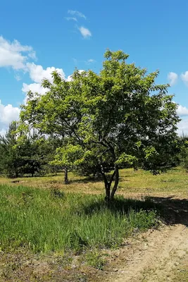 Клен татарский подвид Гиннала (Шар) - Acer tatarskiy-podvid-ginnala - «Feel  Green»