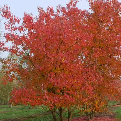 Клен татарский (Acer tataricum) - Питомник и Садовый центр Русские Деревья