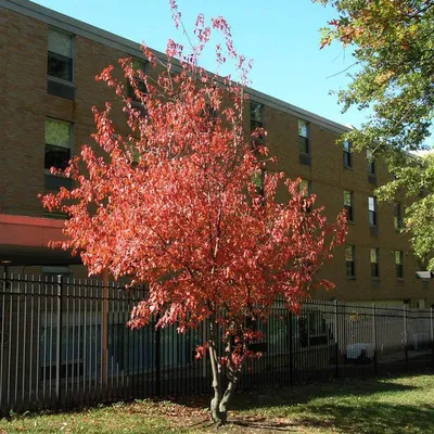 Клен татарский подвид Гиннала 'tataricum subsp. ginnala' (Acer tataricum  subsp. ginnala) - «Feel Green»