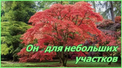 Клен татарский (Acer tataricum) купить по цене 6500 рублей от питомника  саженцев и растений Центросад | Фото и консультация по уходу