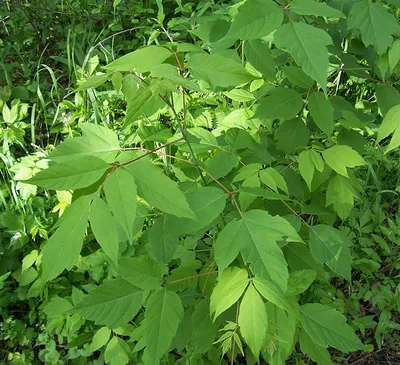 Клен \"Гиннала\" (татарский) (Acer tataricum ginnala) - Лиственные растения  весна 2024 года - купить лиственные растения спирея, кизильник, барбарис,  лапчатка.