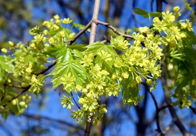 Acer platanoides - Клен остролистный | Mustila