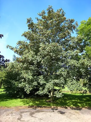 Клён остролистный (Acer platanoides)