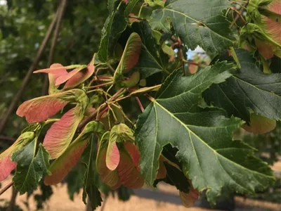 Фотография Клён Траутфеттера (Acer trautvetteri), зима. Кавказский  заповедник, Россия | Фотобанк ГеоФото/GeoPhoto | GetImages Group