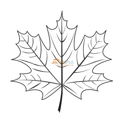 Лист Жил Кленовый Осенний - Бесплатное фото на Pixabay - Pixabay