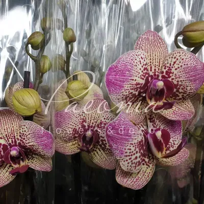 Купить Фаленопсис (орхидея) 12*60 2 ствола Cleopatra (VG Orchids) оптом |  Paeonia