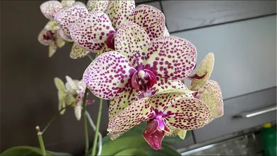 ОРХИДЕЯ фаленопсис Клеопатра Phalaenopsis Cleopatra (03.04.2020) - YouTube
