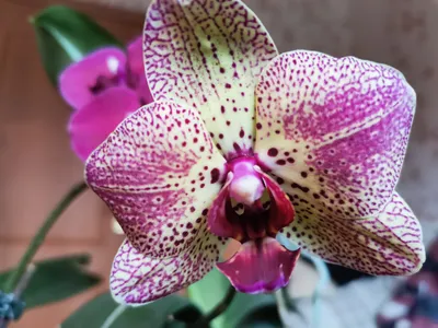 цветение на 3 цветоноса ОРХИДЕИ Клеопатра Phalaenopsis Cleopatra - YouTube