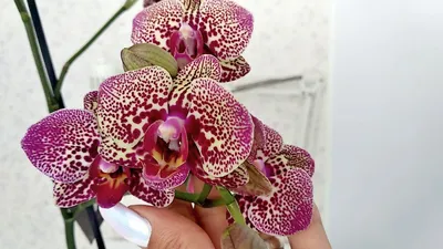 Орхидея Phalaenopsis Cleopatra