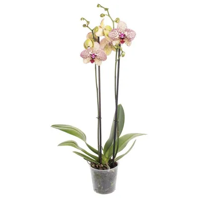 Купити Фаленопсис (орхідея) 12*50-55 1 стовбур Kleopatra (Leerdam  Orchideeen) оптом | Paeonia