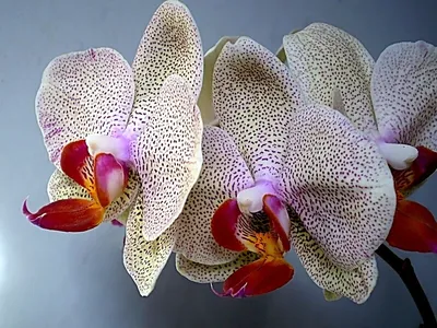 Phalaenopsis Cleopatra. Орхидея Клеопатра.
