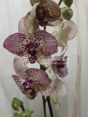Phalaenopsis Cleopatra 🐾💚df-99d Разветвленный цветонос ✔️1390₽✔️  Ароматный✔️цветок 8-8,5cм✔️ Наличие, оформление заказа orchid22.ru… |  Instagram