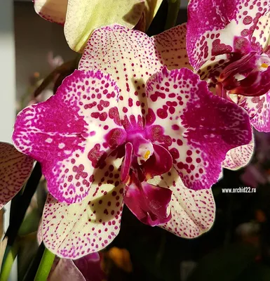 Орхидея Phalaenopsis Cleopatra