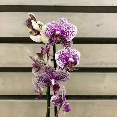 Pin by Mirta Herrera on Phalaenopsis | Beautiful flowers, Orchids, Flowers