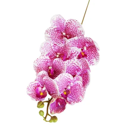 Крупным Планом Желтой Орхидеи Phalaenopsis Клеопатра С Красными Пятнами —  стоковые фотографии и другие картинки Ботаника - iStock