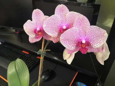 Обзор орхидеи Клеопатра Phalaenopsis Cleopatra - YouTube