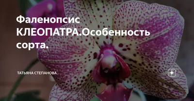 this orchid needs a special transplant / rare orchid CLEOPATRA butterfly -  YouTube