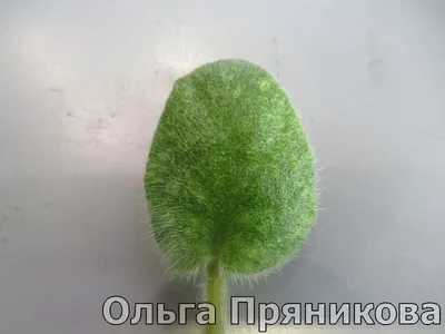 https://dzen.ru/a/ZZ-z9L7gxTQNvZo3