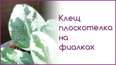 Клещ плоскотелка на фиалках - YouTube
