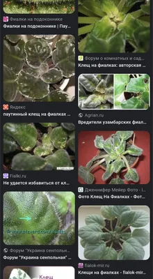 КЛЕЩ - воплощенное зло для начинающего фиалколюбителя | Фиалка | Дзен