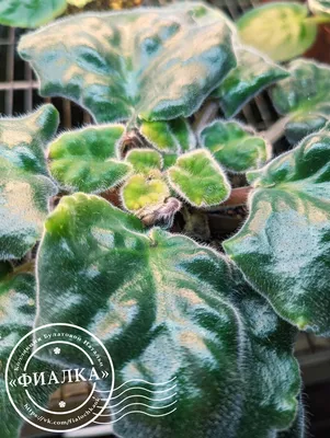 Фиалки. Особенности ухода. Болезни и вредители | Блог GreenMarket