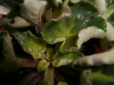 Вредители узамбарских фиалок - \"Сад и огород\" :: читать на сайте LePlants.ru