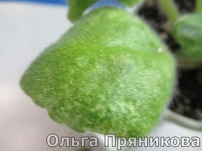 https://dzen.ru/a/ZZ-z9L7gxTQNvZo3