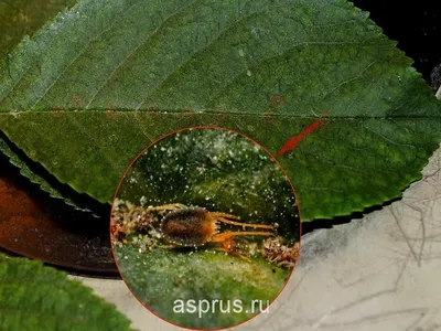 Паутинный клещ на огурцах. Эффективные методы борьбы