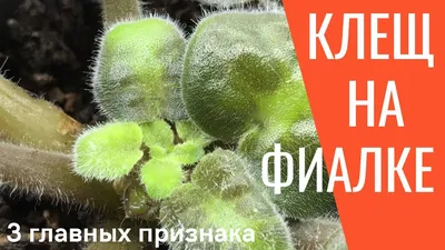 fialki.vea - БОРЬБА С КЛЕЩОМ НА ФИАЛКАХ ⠀ Трудность... | Facebook